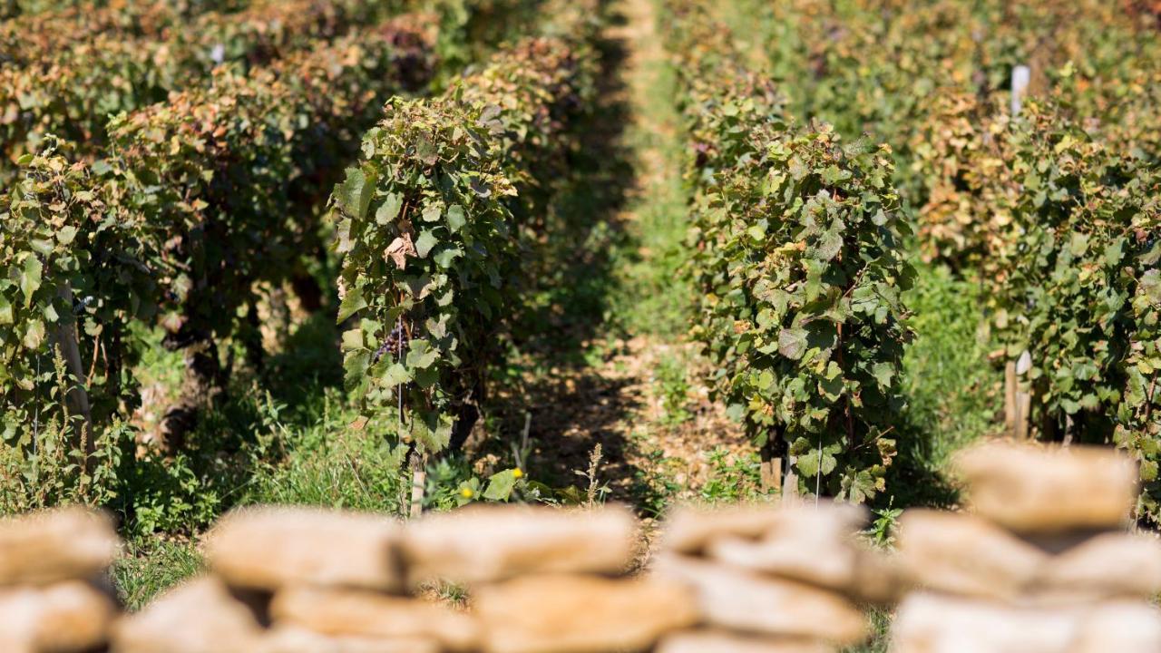 Comblanchien Domaine Gille 게스트하우스 외부 사진